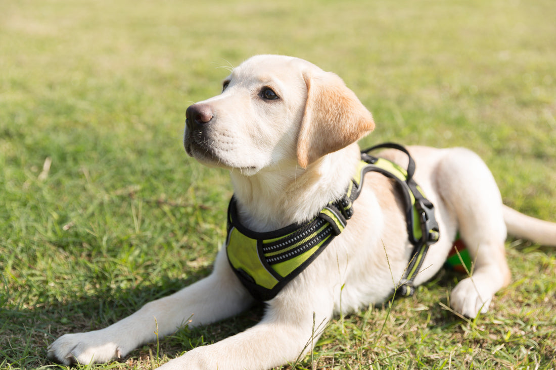 Pet Forum- HITTITE Pet Sharing